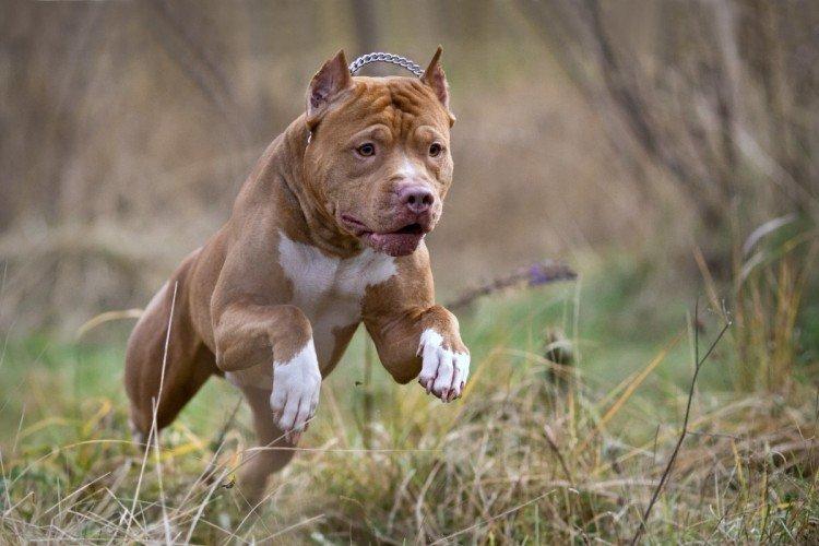 Pitbull (Pit Bull Terrier américain) - photo