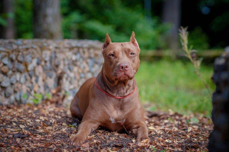Pitbull (Pit Bull Terrier américain) - photo