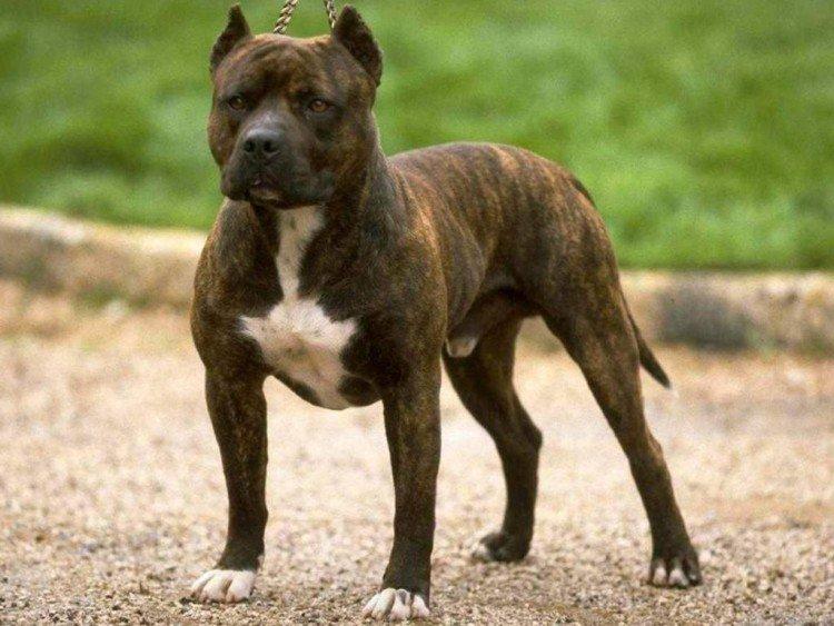 Pitbull (Pit Bull Terrier américain) - photo