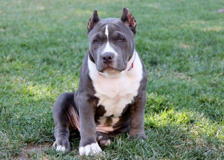 Pitbull (Pit Bull Terrier américain) - photo