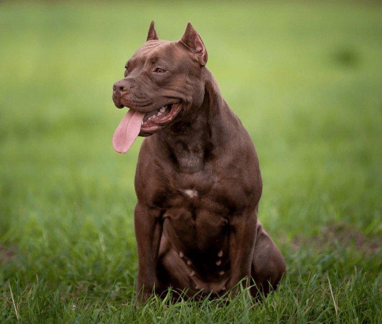 Pitbull (Pit Bull Terrier américain) - photo