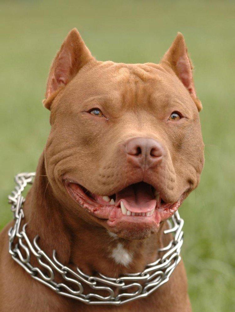 Pitbull (Pit Bull Terrier américain) - photo