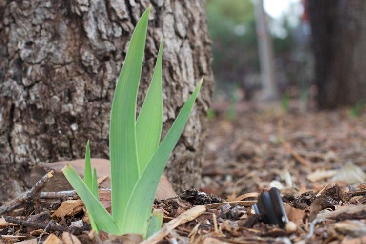 Manque d'éclairage - Pourquoi les iris ne fleurissent pas