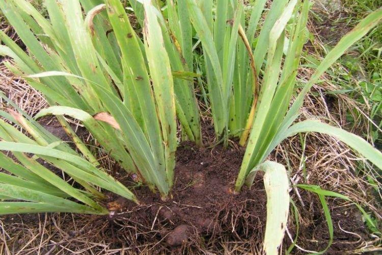 Grandir longtemps au même endroit - Pourquoi les iris ne fleurissent pas