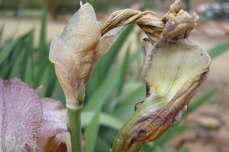 Manque de nourriture - Pourquoi les iris ne fleurissent pas