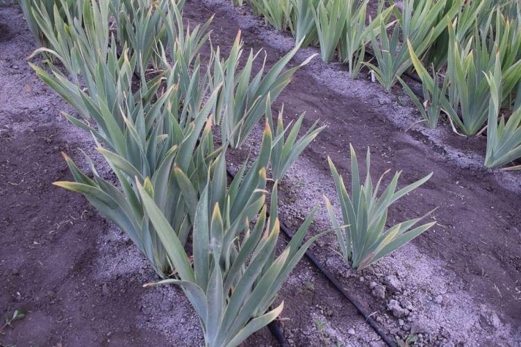 Manque d'espace - Pourquoi les iris ne fleurissent pas