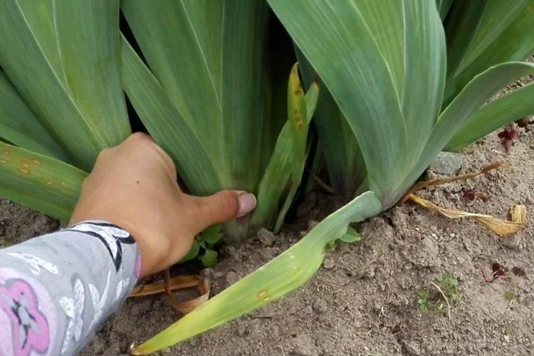 Caractéristiques de la variété - Pourquoi les iris ne fleurissent pas