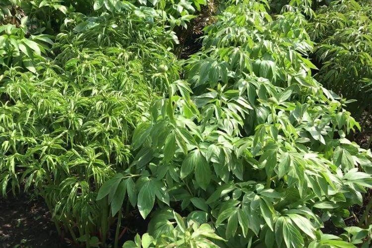 Site de plantation - Pourquoi les pivoines ne fleurissent pas