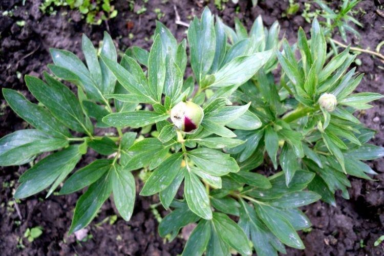 Excès d'engrais - Pourquoi les pivoines ne fleurissent pas