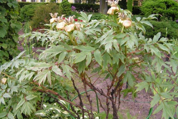 Âge - Pourquoi les pivoines ne fleurissent pas