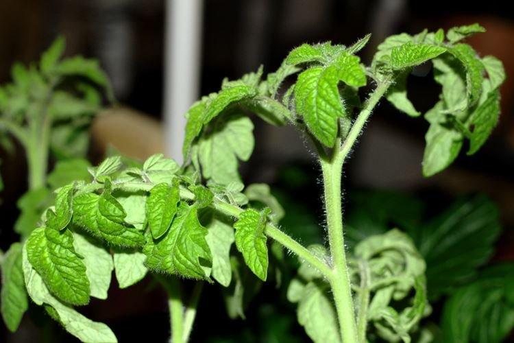 Haute température - Pourquoi les feuilles de tomate s'enroulent-elles ?