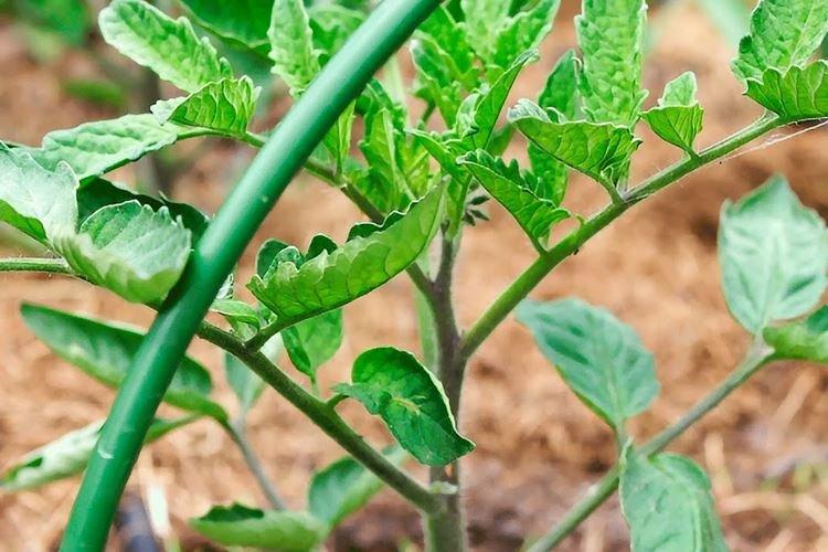 Basse température - Pourquoi les feuilles de tomate s'enroulent-elles