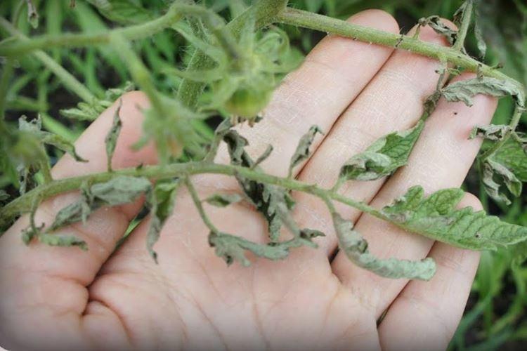 Sécheresse - Pourquoi les feuilles de tomate s'enroulent-elles