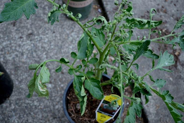 Excès d'humidité - Pourquoi les feuilles de tomate s'enroulent-elles