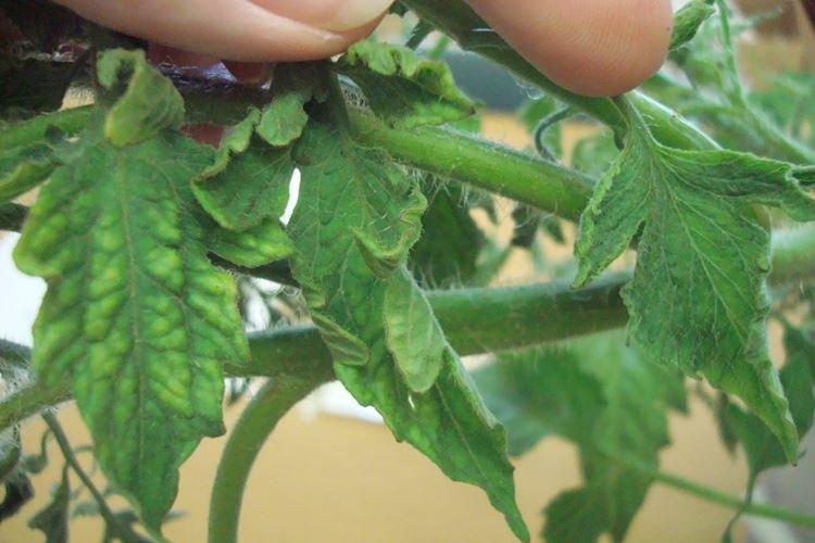 Dommages aux racines - Pourquoi les feuilles de tomate se courbent