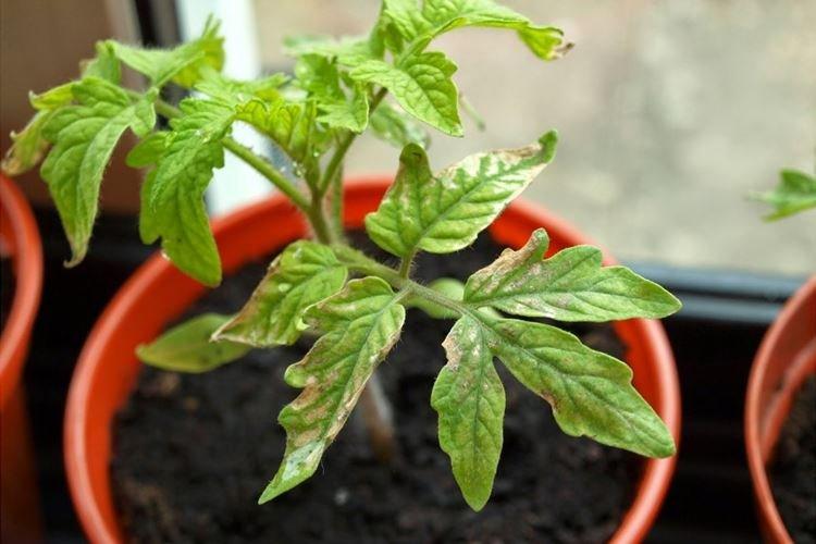 Manque de nutrition - Pourquoi les feuilles de tomate s'enroulent-elles