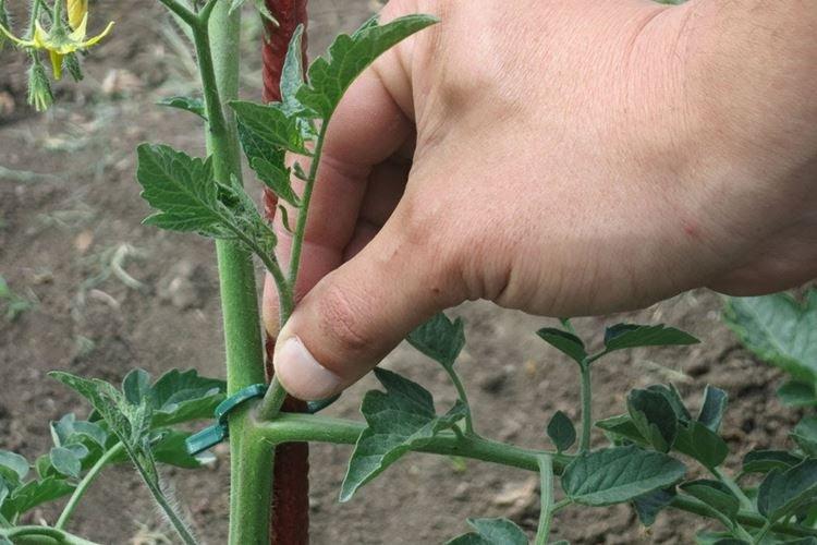 Pincement tardif - Pourquoi les feuilles de tomate s'enroulent-elles