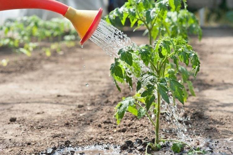 Traitement contre les maladies et les ravageurs - Pourquoi les feuilles de tomate s'enroulent-elles, que faire