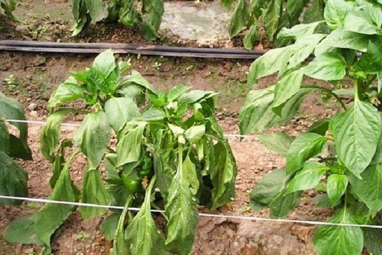 Manque d'humidité - Pourquoi les feuilles de poivre s'enroulent-elles