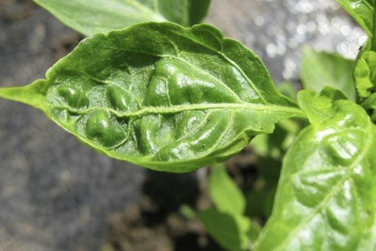 Excès d'humidité - Pourquoi les feuilles de poivre se recourbent-elles