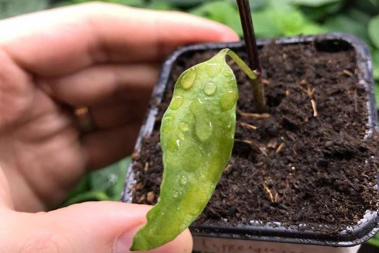 Sol inadapté - Pourquoi les feuilles de poivron s'enroulent-elles