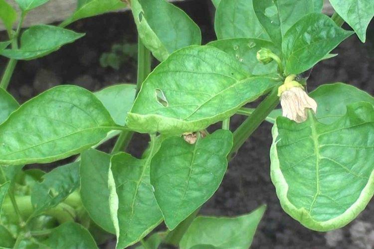 Manque d'engrais - Pourquoi les feuilles de poivre s'enroulent-elles