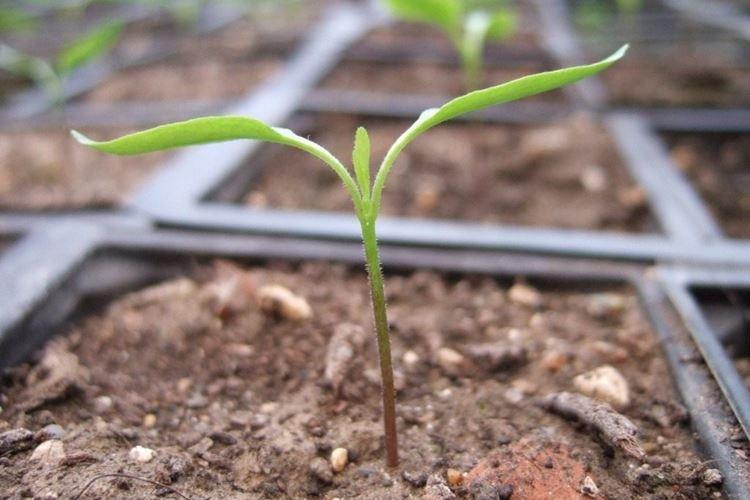 Feuilles de cotylédon - Pourquoi les feuilles de poivre se courbent-elles