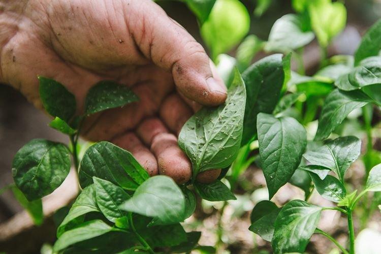 Ravageurs - Pourquoi les feuilles de poivron s'enroulent-elles