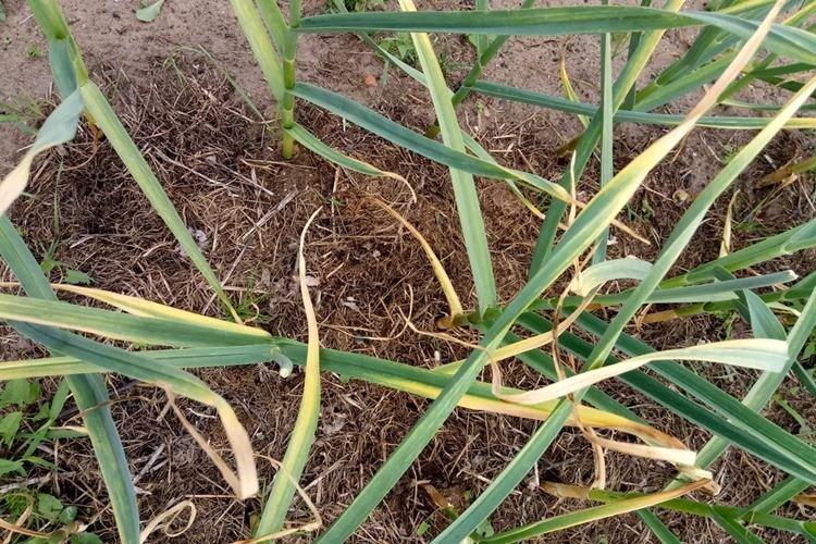 L'ail jaunit après le gel - Que faire