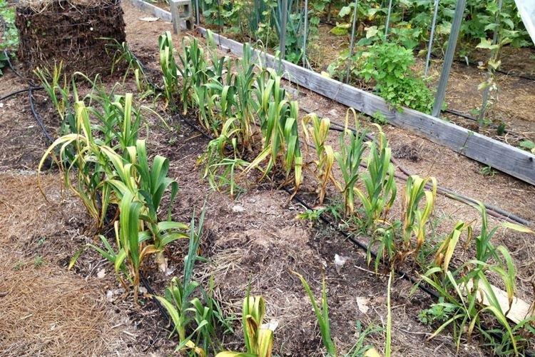 Pourquoi l'ail jaunit-il et pousse-t-il mal?