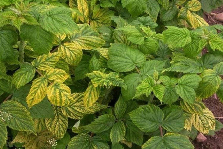 Pourquoi les feuilles de framboisier jaunissent-elles et poussent-elles mal ?