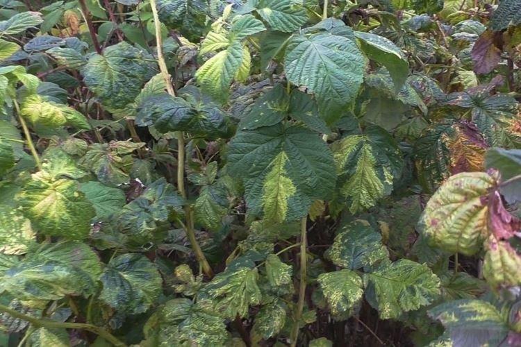 Pourquoi les feuilles de framboisier jaunissent-elles en fin de saison ?