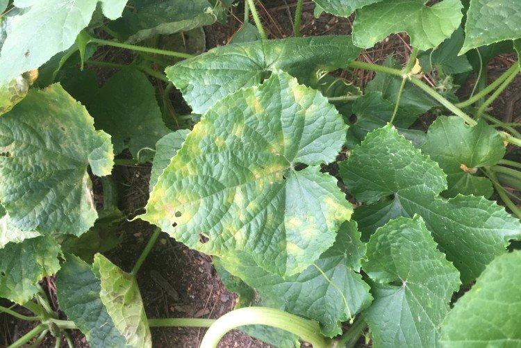 Les feuilles jaunissent de manière inégale et par endroits - Pourquoi les feuilles de concombre jaunissent-elles et sèchent-elles