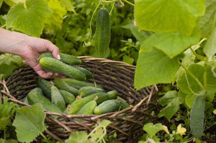 Que faire pour que les feuilles de concombre ne se dessèchent pas et ne jaunissent pas