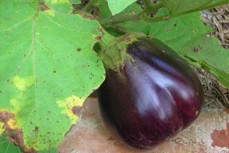 Les feuilles d'aubergine jaunissent en plein champ