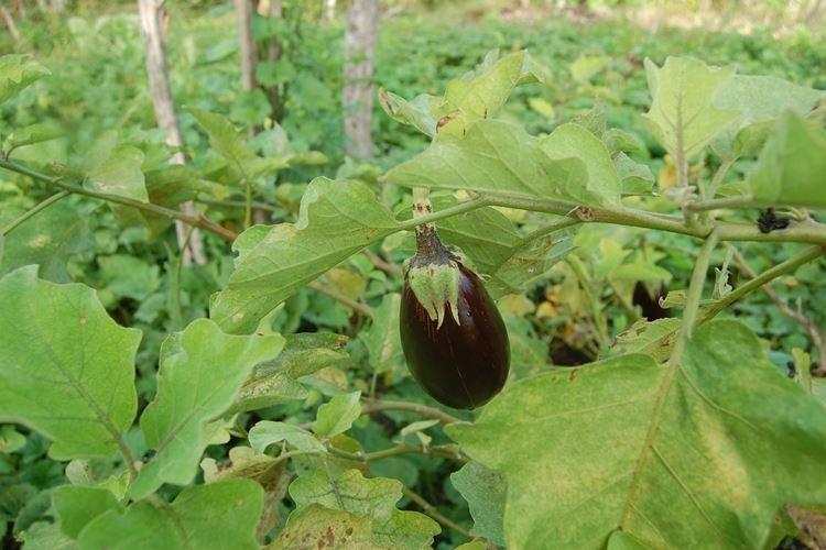 Les feuilles d'aubergine jaunissent dans la serre
