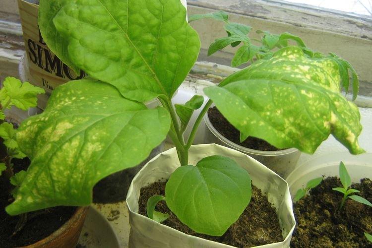 Les feuilles des semis d'aubergines jaunissent sur le balcon
