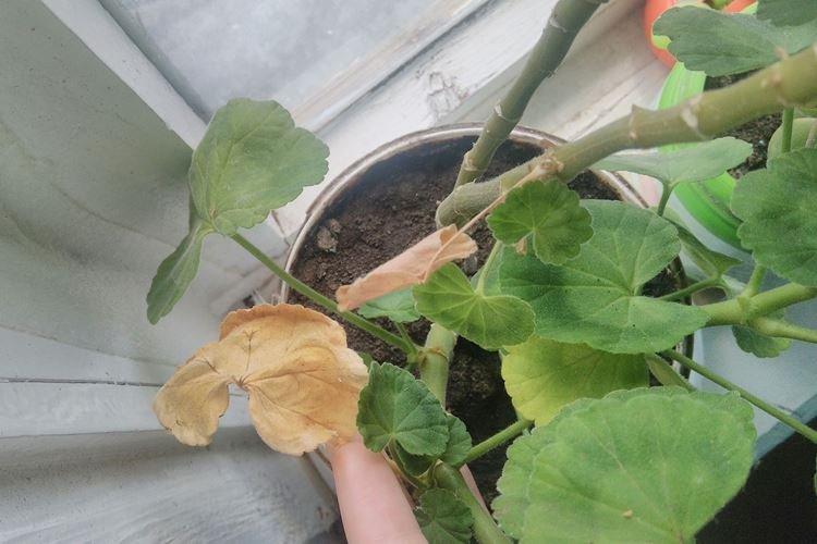 Flétrissement - Pourquoi les feuilles de géranium jaunissent-elles que faire