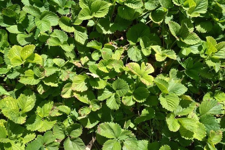 Les feuilles de fraisier se recourbent et sèchent