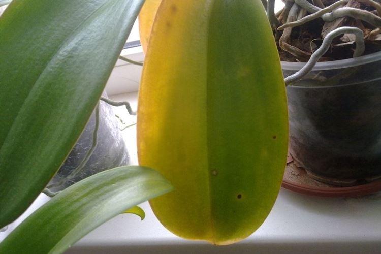 Mauvais éclairage - Pourquoi les feuilles d'orchidées jaunissent-elles que faire