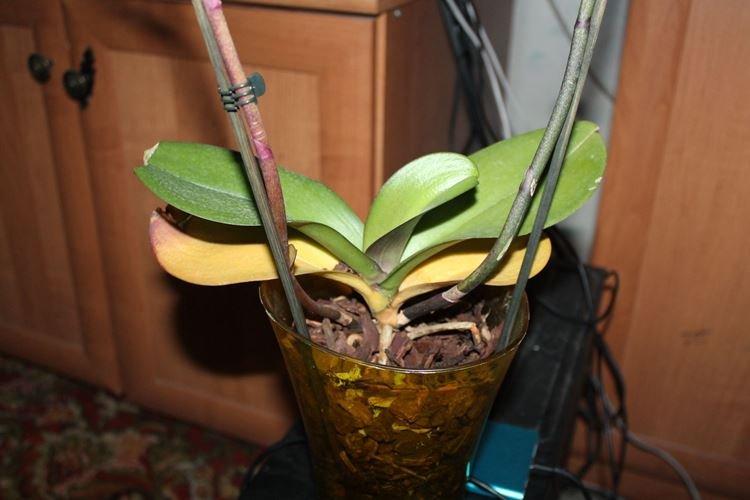 Que faire pour empêcher les feuilles d'orchidées de jaunir