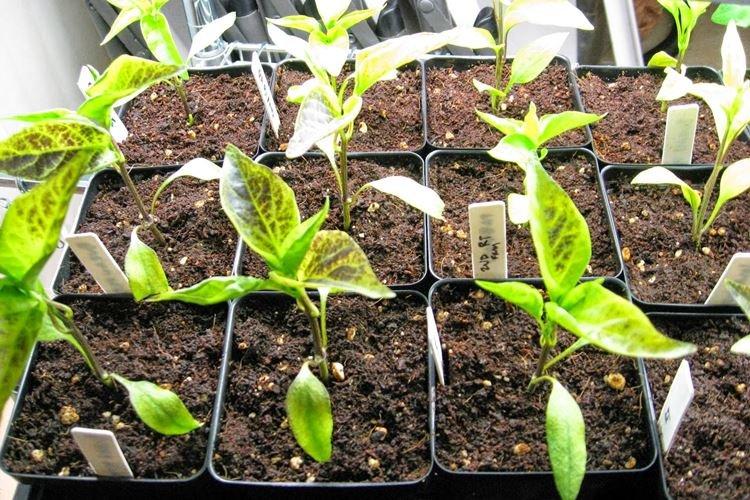 Les principales raisons - Pourquoi les feuilles de poivre jaunissent et sèchent