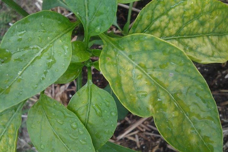 Les feuilles de poivre jaunissent en plein champ
