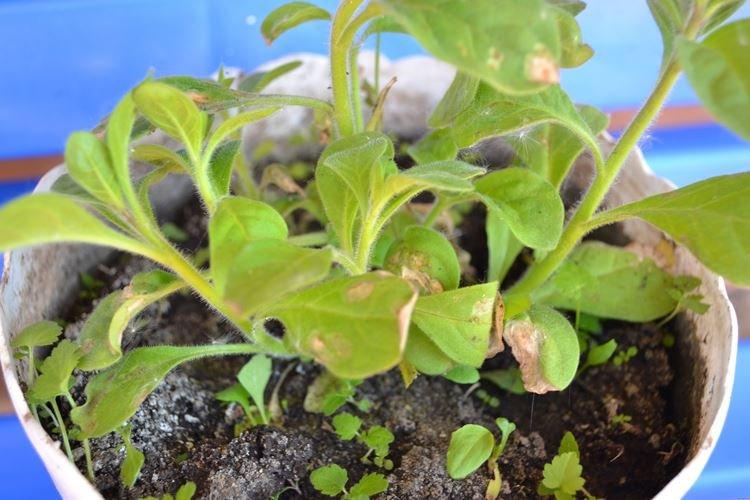 Les feuilles de pétunia jaunissent dans un pot