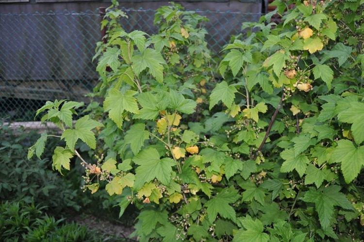 Les principales raisons - Pourquoi les feuilles de cassis jaunissent et sèchent