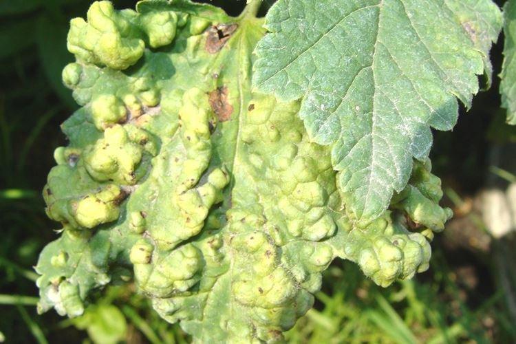 Pourquoi les feuilles de cassis jaunissent et se déforment