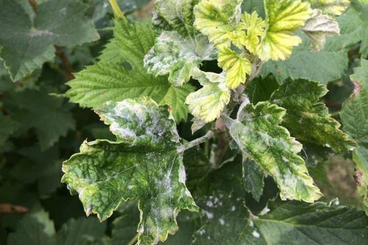 Les feuilles de cassis jaunissent et fleurissent