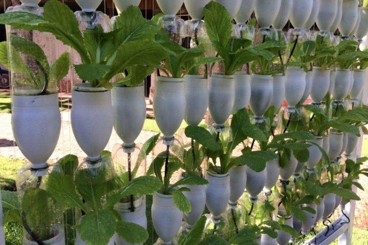 Mur végétal - Bricolage à partir de bouteilles en plastique