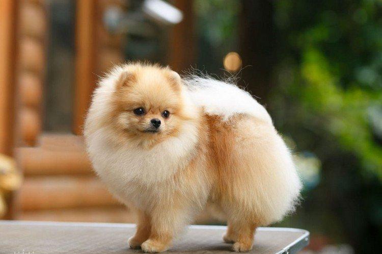 Poméranie - standard de la race