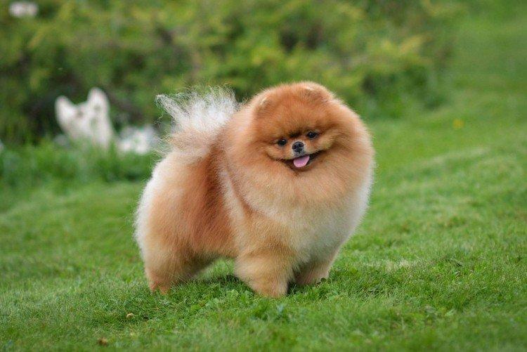 Attitude envers le propriétaire - Le caractère du poméranien